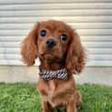 Photo of Ace