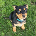 Photo of Captain 