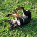 Photo of Calypso