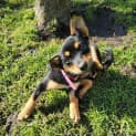 Photo of Calypso