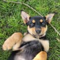 Photo of Calypso