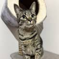 Photo of Mischa 
