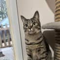 Photo of Mischa 