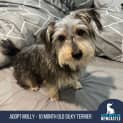 Photo of Molly   10 Month Old Silky Terrier (Trial)