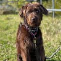 Photo of Guinness