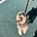 Photo of Molly   10 Month Old Silky Terrier (Trial)