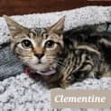 Photo of Clementine