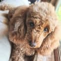 Photo of Teddy