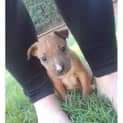 Photo of Banjo