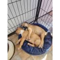 Photo of Banjo