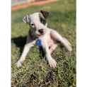 Photo of Poppy