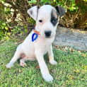 Photo of Poppy