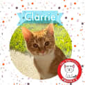 Photo of Clarrie *9 Lives Project Rescue*