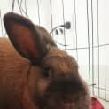 Photo of Penny