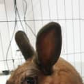 Photo of Penny