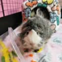 Photo of Hedgehog & Speedy (Located In Bentleigh East)