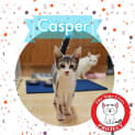 Photo of Casper *9 Lives Project Rescue*