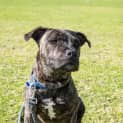 Photo of Chino   8 Month Old Staffy X (Trial)