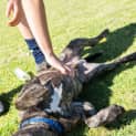 Photo of Chino   8 Month Old Staffy X (Trial)