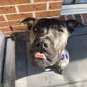 Photo of Chino   8 Month Old Staffy X (Trial)