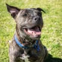 Photo of Chino   8 Month Old Staffy X (Trial)