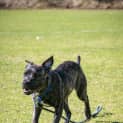 Photo of Chino   8 Month Old Staffy X (Trial)