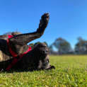 Photo of Chino   8 Month Old Staffy X (Trial)