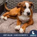 Photo of Willow   14 Week Old Mastiff X (Trial)