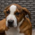 Photo of Willow   14 Week Old Mastiff X (Trial)
