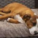 Photo of Willow   14 Week Old Mastiff X (Trial)