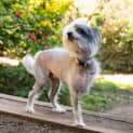 Photo of Tillie & Aisla Chinese Crested