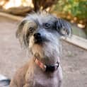 Photo of Tillie & Aisla Chinese Crested