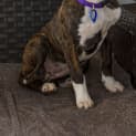 Photo of Milly 14 Week Old Mastiff X (Trial)
