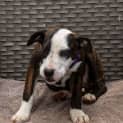 Photo of Milly 14 Week Old Mastiff X (Trial)