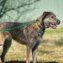 Photo of Benji