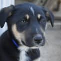 Photo of Ruby