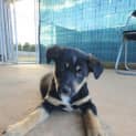 Photo of Ruby