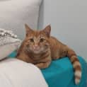 Photo of Crunchie
