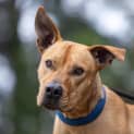 Photo of Kobi 4 Year Old Ridgeback X