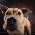 Photo of Kobi 4 Year Old Ridgeback X