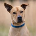 Photo of Kobi 4 Year Old Ridgeback X