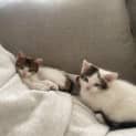 Photo of Billy And Miso