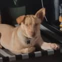 Photo of Shelby