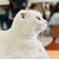 Photo of Zizi   Located In Preston