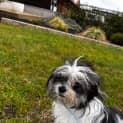 Photo of Ruby