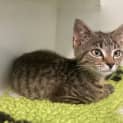 Photo of Kitty