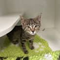 Photo of Kitty