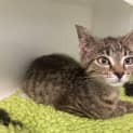 Photo of Kitty