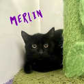 Photo of Merlin