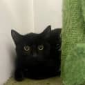 Photo of Merlin